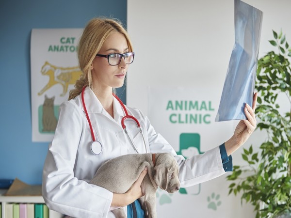 OET Veterinary Science - pachet lunar - Avansat